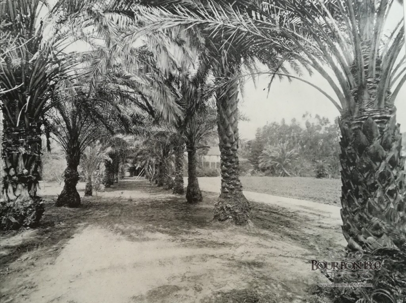 Photo du jour: Île Maurice Port-Louis 1895 Maurice-L'allée des palmiers